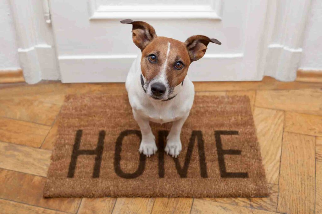 State Laws Regarding Dogs and Home Insurance