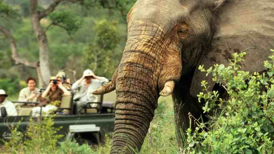 What is Safari Travel Insurance?