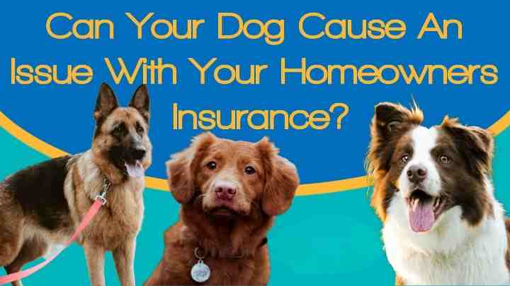 Do I Need to Tell Home Insurance About My Dog?