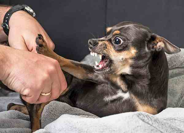 How Homeowners Insurance Covers Dog Bites