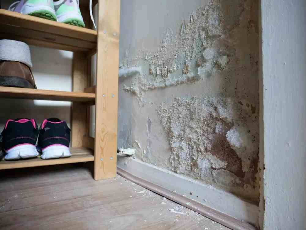 Claim Process for Mold Damage