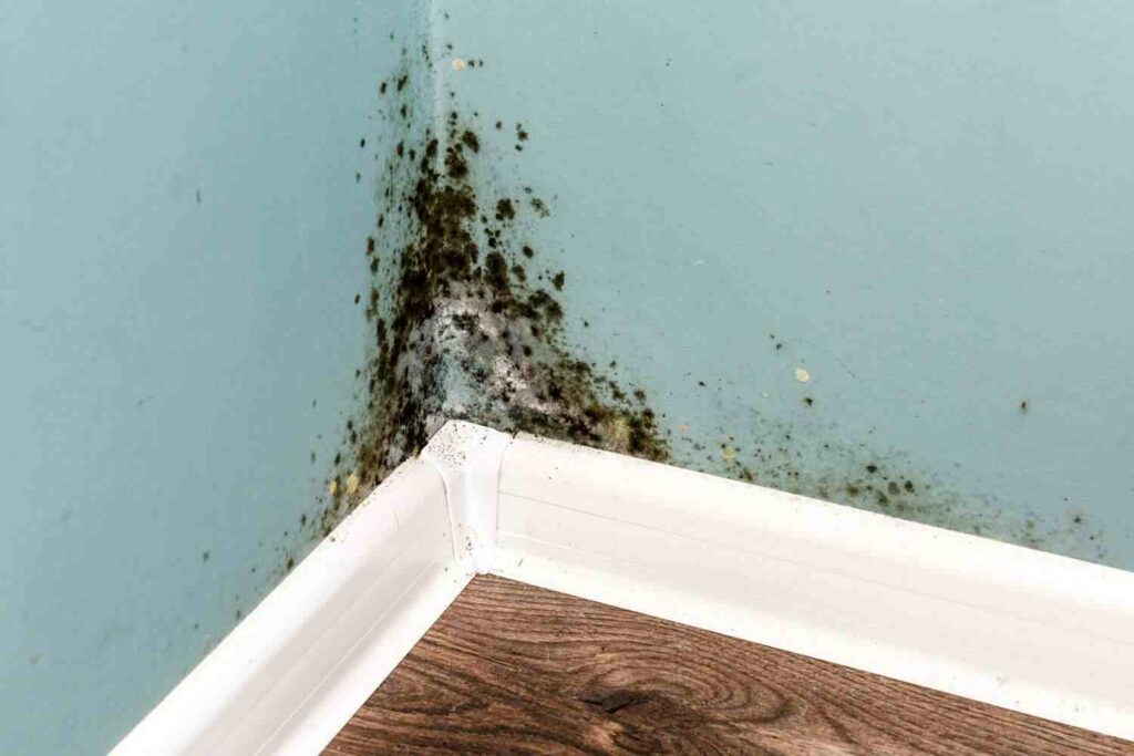 When Does Renters Insurance Cover Mold